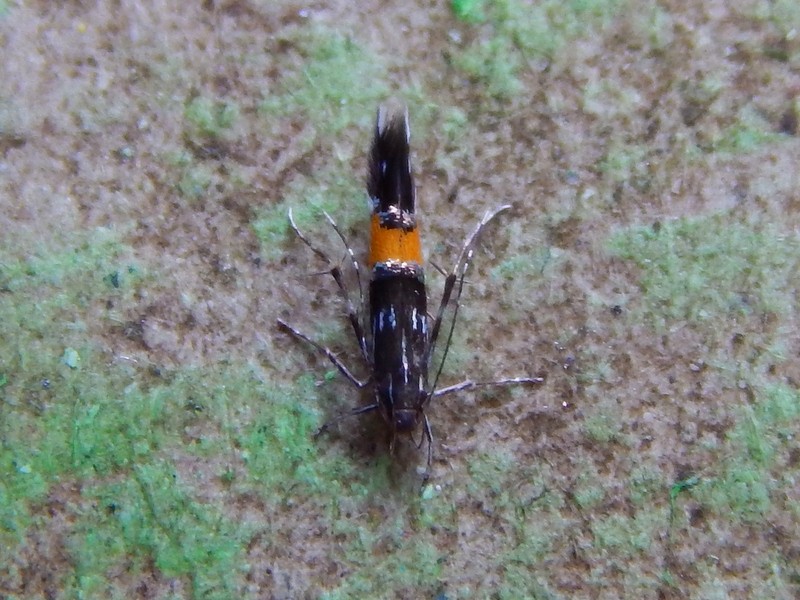 Cosmopterigidae: Cosmopterix pulchrimella